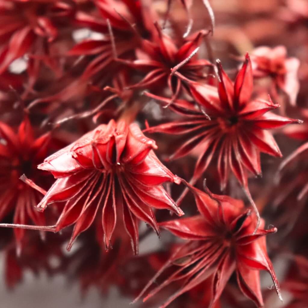 Sušená Nigella Orientalis v bordo barvě – elegantní a vzdušná rostlina pro dekorační aranžmá
